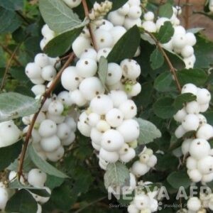 Hollandi lumimari ‘White Hedge’ 60-80cm L-2