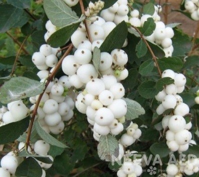 Hollandi lumimari ‘White Hedge’ 60-80cm L-2