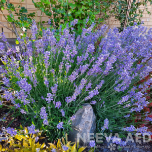 lavandula