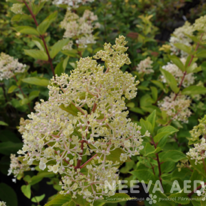 hydrangea