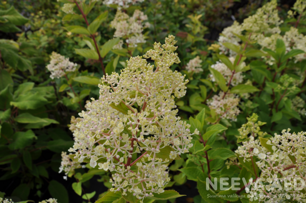 hydrangea