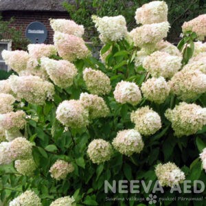 Aedhortensia 'Grandiflora'