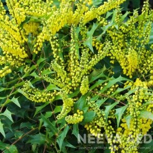 Iileks, mahoonia, iluõunapuu