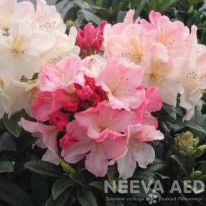 Jaku rododendron 'Percy Wiseman' 40-50cm L-7,5