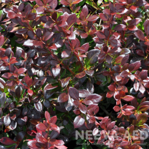 berberis