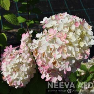 aedhortensia