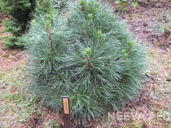 pinus