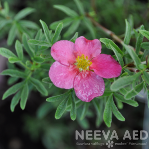 potentilla