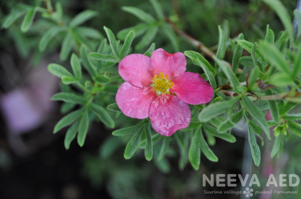 potentilla