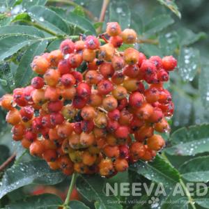 sorbus