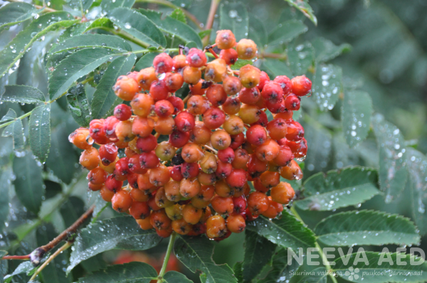 sorbus