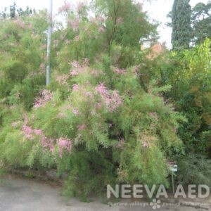 tamarisk