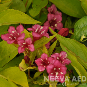 weigela