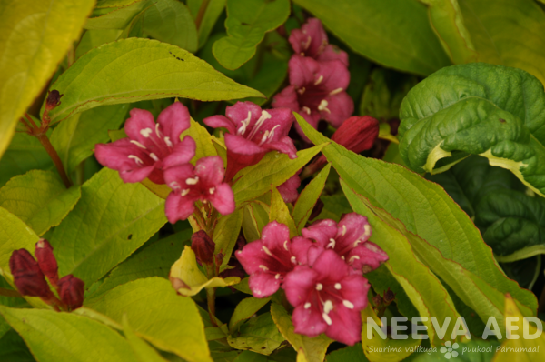 weigela