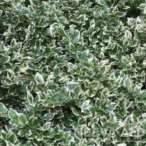 Fortunei kikkapuu 'Emerald Gaiety' / 25-35cm / L-4