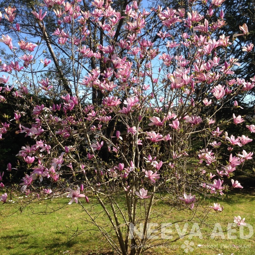 Magnoolia 'Betty'
