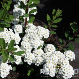 Nipponi enelas 'White Carpet' 40-50cm L-3
