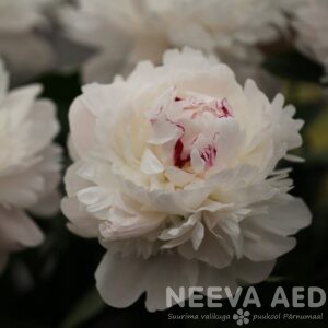 Valgeõieline Pojeng,