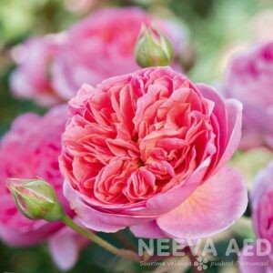 Roosid, Peenraroosid, Floribundroos