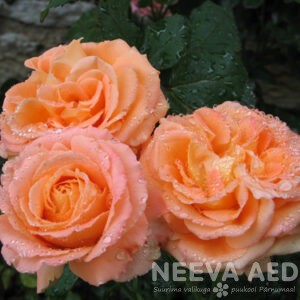 Roosid, Peenraroosid, Floribundroos