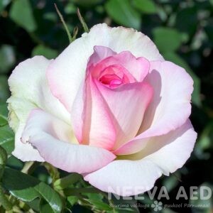 Roosid, Peenraroosid, Floribundroos