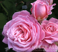 Roosid, Peenraroosid, Lõhnavad romantika roosid, 