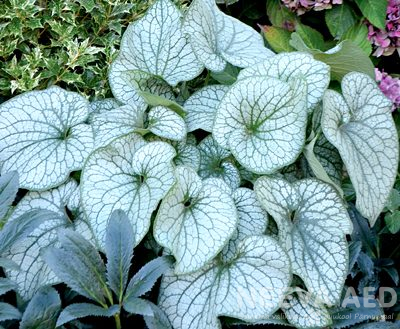Suurelehine brunnera 'Alexander´s Great' L-2