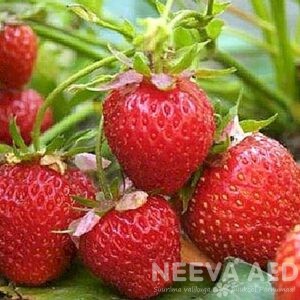 Viljapuud ja marjapõõsad, Maasikas, Elvira