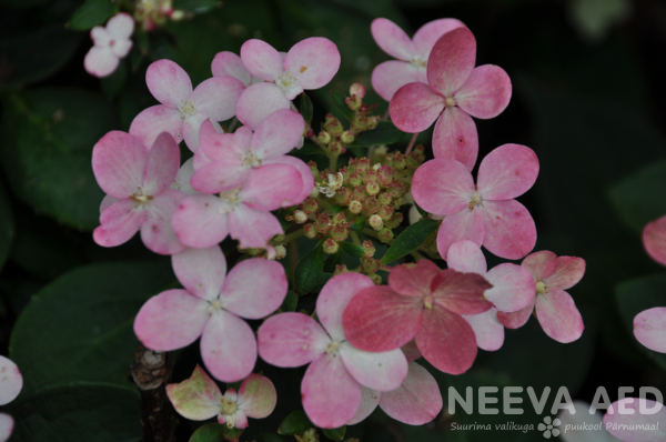 hydrangea