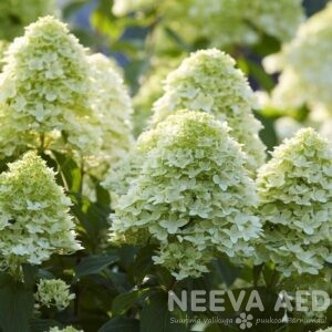 Aedhortensia 'Magical Candle' e. 'Bokra Flame'