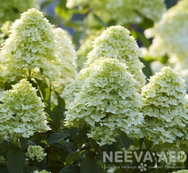 Aedhortensia 'Magical Candle' e. 'Bokra Flame'