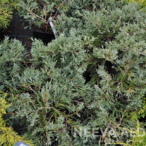 Juniperus