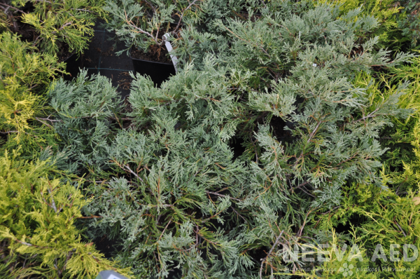 Juniperus