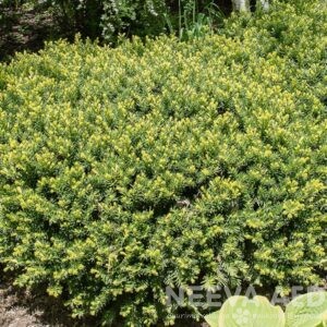 Värd-jugapuu 'Densiformis' 60-80cm L-4