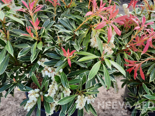 pieris