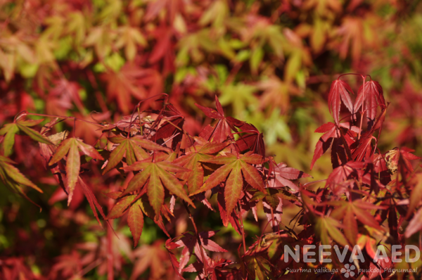 acer palmatum