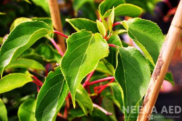 Actinidia