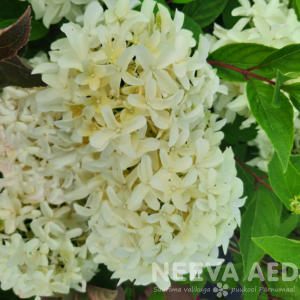 Hortensia