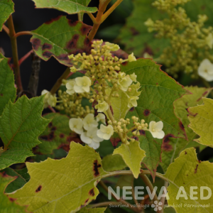 Hydrangea