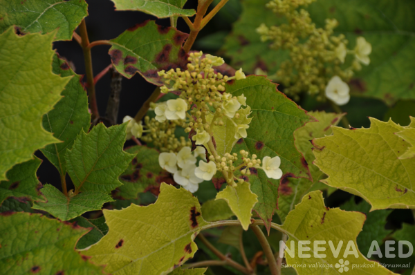 Hydrangea