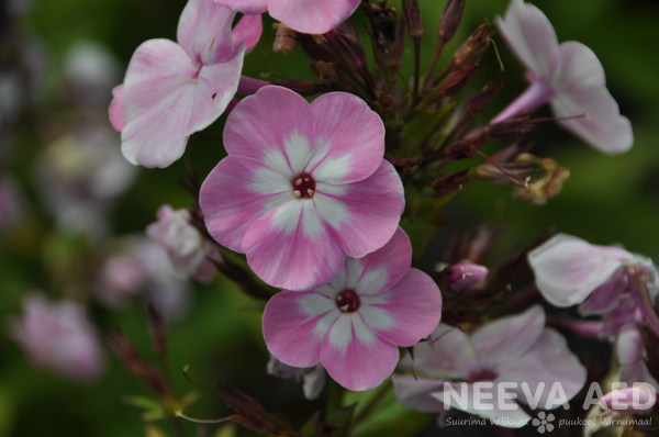 phlox