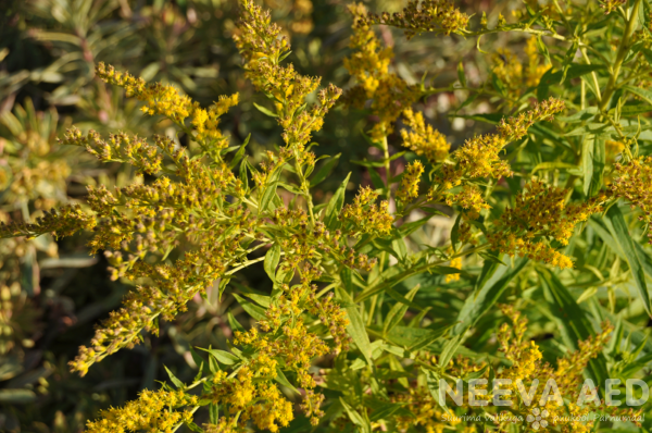 solidago