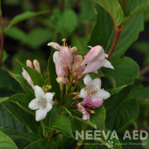 weigela