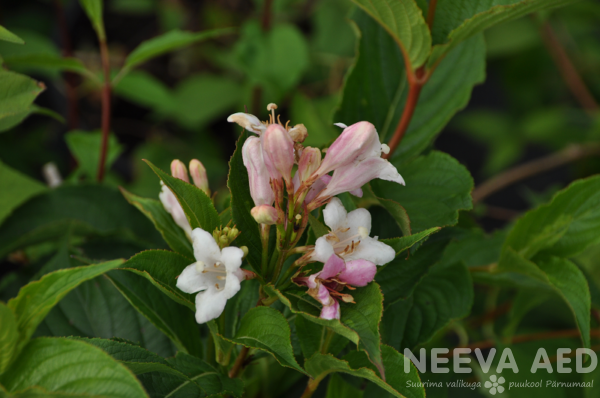 weigela