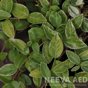 variegata
