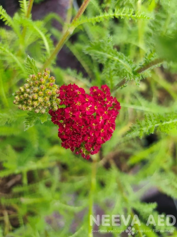 Harilik raudrohi 'Red Velvet' L-1,5