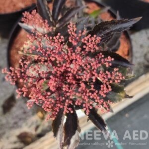 Must leeder 'Black Tower' 30-40cm L-5