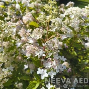 Aedhortensia 'Confetti' 50-60cm L-5