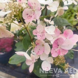 Aedhortensia 'Early Sensation' 40-50cm L-3