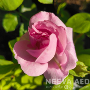 antiikroos Fantin Latour